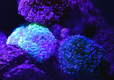 紫色微生物